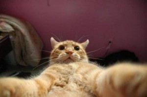 Mary Monday Selfie Cat