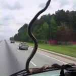 A Snake on the Glass